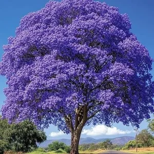 Purple Jacaranda Live Plant – 6-12'' Tall Flowering Tree – Outdoor - Image 7