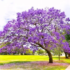 Purple Jacaranda Tree Live Plant - Jacaranda Mimosifolia - 7-12 Inch Tall - Outdoor - Image 2