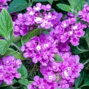 Purple Lantana Live Plants, 5-9 Inches Tall, Outdoor, Bare Root - Image 2