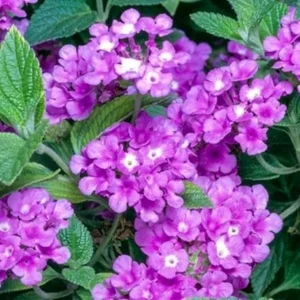 Purple Lantana Live Plants, 5-9 Inches Tall, Outdoor, Bare Root - Image 3