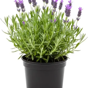 Purple Lavender Live Plant - Lavandula Starter Plant in 4 Inch Pot for Outdoor - Image 2