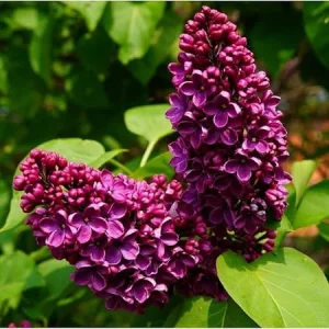 Purple Lilac Live Plant – Fragrant Syringa Flower – 6 to 8 Inch Tall Dormant Starter Plant – Outdoor - Image 6