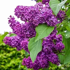 Purple Lilac Live Plant – Fragrant Syringa Shrub – 6-10 Inch Tall – Outdoor - Image 2