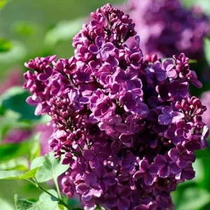 Purple Lilac Live Plant, Hardy Fragrant Shrub, 4 Inch Pot, Outdoor Flowering Bush - Image 1
