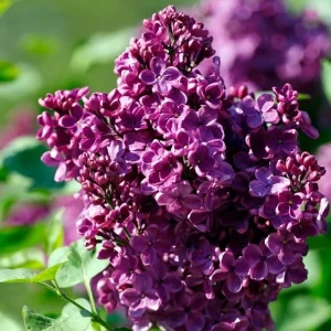 Purple Lilac Live Plant, Hardy Fragrant Shrub, 4 Inch Pot, Outdoor Flowering Bush - Image 3