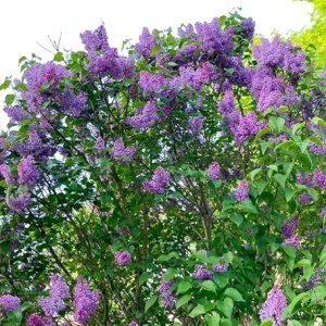 Purple Lilac Tree Live Plant 1-2 Ft Tall - Fragrant Hardy Outdoor Shrub - Image 1
