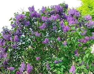 Purple Lilac Tree Live Plant - Fragrant Syringa Shrub 2-3 Ft Tall, Hardy - Image 3