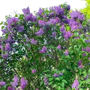 Purple Lilac Tree Live Plant - Fragrant Syringa Shrub 2-3 Ft Tall, Hardy - Image 7