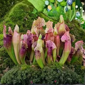 Purple Nepenthes Pitcher Plant Live – Exotic Tropical Houseplant for Indoor/Outdoor Décor - Image 6