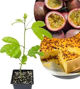 Purple Passion Fruit Live Plant Vine – Perennial, 4-7 Inch, Outdoor - Image 7