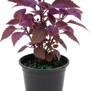 Purple Passion Live Plant Gynura, Velvet Purple Leaves, 4-8 Inches, Indoor/Outdoor - Image 3