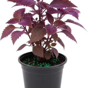 Purple Passion Live Plant Gynura, Velvet Purple Leaves, 4-8 Inches, Indoor/Outdoor - Image 4