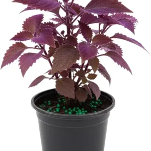 Purple Passion Live Plant Gynura, Velvet Purple Leaves, 4-8 Inches, Indoor/Outdoor - Image 1