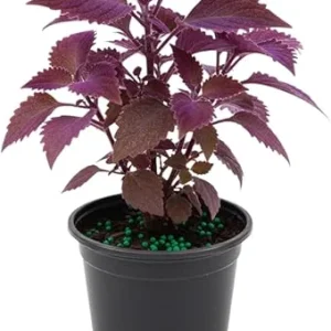 Purple Passion Live Plant Gynura, Velvet Purple Leaves, 4-8 Inches, Indoor/Outdoor - Image 7
