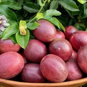 Purple Passionfruit Vine Live Plant - 5 to 9 Inch Tall Edible Passiflora Outdoor Garden - Image 3