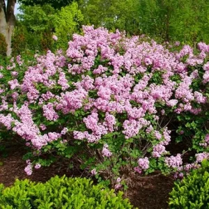Purple Pink Lilac Live Plant, Reblooming Flower Starter for Garden, 4-6 Inch Tall - Image 7