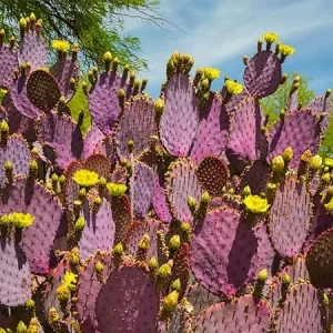 Purple Prickly Pear Cactus Live Plant, 3-5 Inch, Outdoor Growing Succulent - Image 4