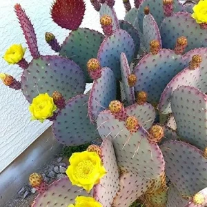 Purple Prickly Pear Cactus Live Plant - 3 Inch Pot, Drought Tolerant - Image 4