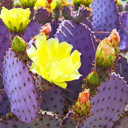 Purple Prickly Pear Cactus Live Plant, 3 Inch Pot, Drought Tolerant - Image 4