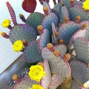 Purple Prickly Pear Cactus Live Plant - 3 Inch Pot, Drought Tolerant - Image 7