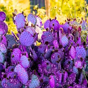 Purple Prickly Pear Cactus Live Plant – 4-6 Inch Potted Hardy Succulent – Outdoor - Image 2