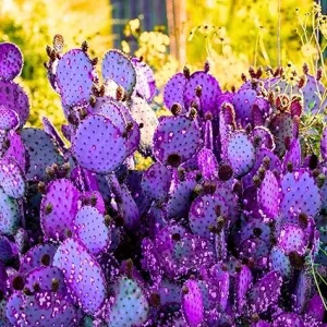 Purple Prickly Pear Cactus Live Plant – 4-6 Inch Potted Hardy Succulent – Outdoor - Image 1