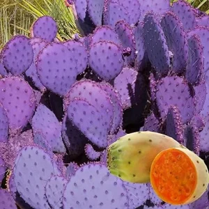 Purple Prickly Pear Cactus Live Plant – 4-6 Inch Tall, Hardy Succulent for Garden - Image 2