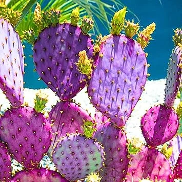 Purple Prickly Pear Cactus Live Plant – 6-8 Inches Tall, Hardy Outdoor Succulent - Image 2