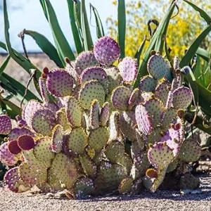 Purple Prickly Pear Cactus Live Plant – 6-8 Inches Tall – Hardy Succulent – Indoor/Outdoor - Image 2