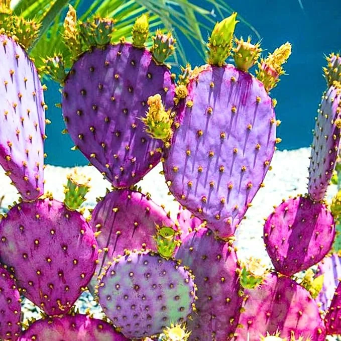 Purple Prickly Pear Cactus Live Plant – 6-8 Inches Tall, Hardy Outdoor Succulent - Image 3