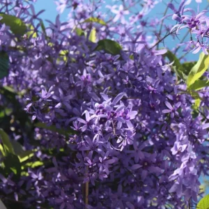 Purple Queen's Wreath Vine Live Plant - Petrea Volubilis - Set of 2, 5-9 Inch Tall - Image 2