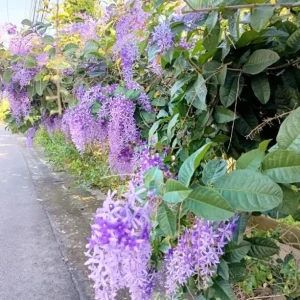 Purple Queen's Wreath Vine Live Plant - Petrea Volubilis - Set of 2, 5-9 Inch Tall - Image 3