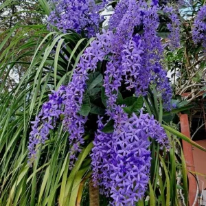 Purple Queen's Wreath Vine Live Plant - Petrea Volubilis - Set of 2, 5-9 Inch Tall - Image 4