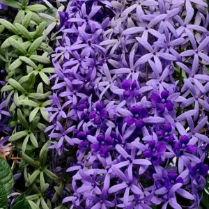 Purple Queen's Wreath Vine Live Plant - Petrea Volubilis - Set of 2, 5-9 Inch Tall - Image 5