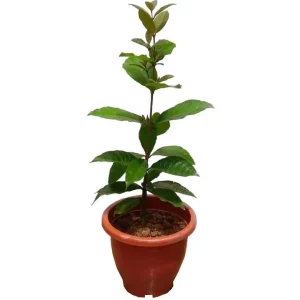 Purple Queen's Wreath Vine Live Plant - Petrea Volubilis - Set of 2, 5-9 Inch Tall - Image 7