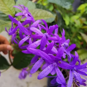 Purple Queen's Wreath Vine Live Plant - Petrea Volubilis - Set of 2, 5-9 Inch Tall - Image 8