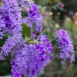 Purple Queen's Wreath Vine Live Plant - Petrea Volubilis - Set of 2, 5-9 Inch Tall - Image 9