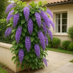 Purple Queen's Wreath Vine Petrea Volubilis Live Plant 5-9 Inch Tall Tropical - Image 1