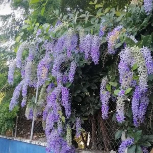 Purple Queen's Wreath Vine Petrea Volubilis Live Plant 5-9 Inch Tall Tropical - Image 5