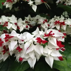Purple & Red Bleeding Heart Vine Live Plant - Clerodendrum, Outdoor - Image 1
