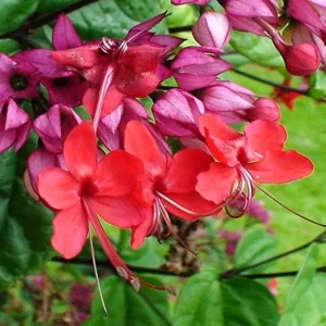 Purple & Red Bleeding Heart Vine Live Plant - Clerodendrum, Outdoor - Image 2