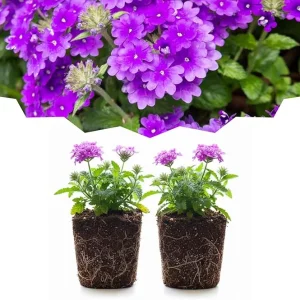 Purple Verbena Live Plants - Set of 2 Perennial Flowers, Full Sun, USDA Zones 7-10 Outdoor - Image 2