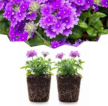 Purple Verbena Live Plants - Set of 2 Perennial Flowers, Full Sun, USDA Zones 7-10 Outdoor - Image 3