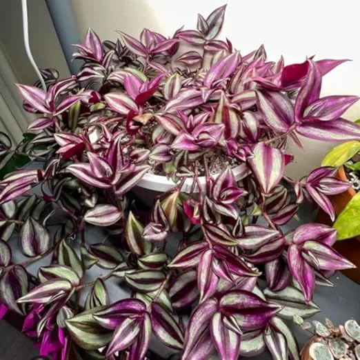 Purple Wandering Jew Live Plant - Tradescantia House Plant 4 Inch Pot Indoor - Image 5
