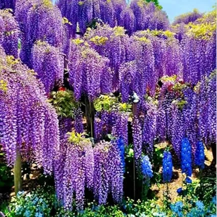 Purple Wisteria Live Plant - 6-12" Tall Fragrant Climbing Vine for Outdoor Garden - Image 7