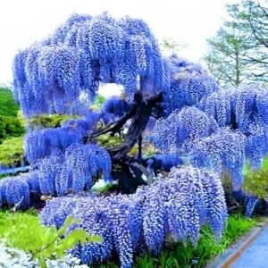 Purple Wisteria Tree Live Plant – 3 Feet Tall – Fragrant Fast-Growing Outdoor Vine - Image 3