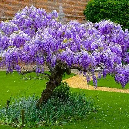 Purple Wisteria Tree Live Plant – 6-15 Inch, 2.5 Inch Pot – Fragrant Flowering Vine - Image 3