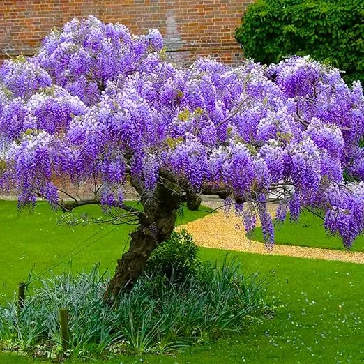 Purple Wisteria Tree Live Plant – 6-15 Inch, 2.5 Inch Pot – Fragrant Flowering Vine - Image 4