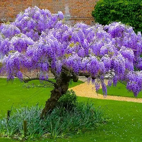 Purple Wisteria Tree Live Plant – 6-15 Inch, 2.5 Inch Pot – Fragrant Flowering Vine - Image 5
