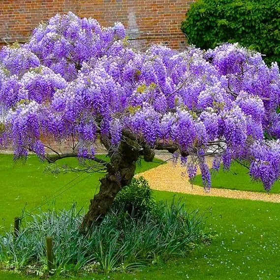 Purple Wisteria Tree Live Plant – 6-15 Inch, 2.5 Inch Pot – Fragrant Flowering Vine - Image 6